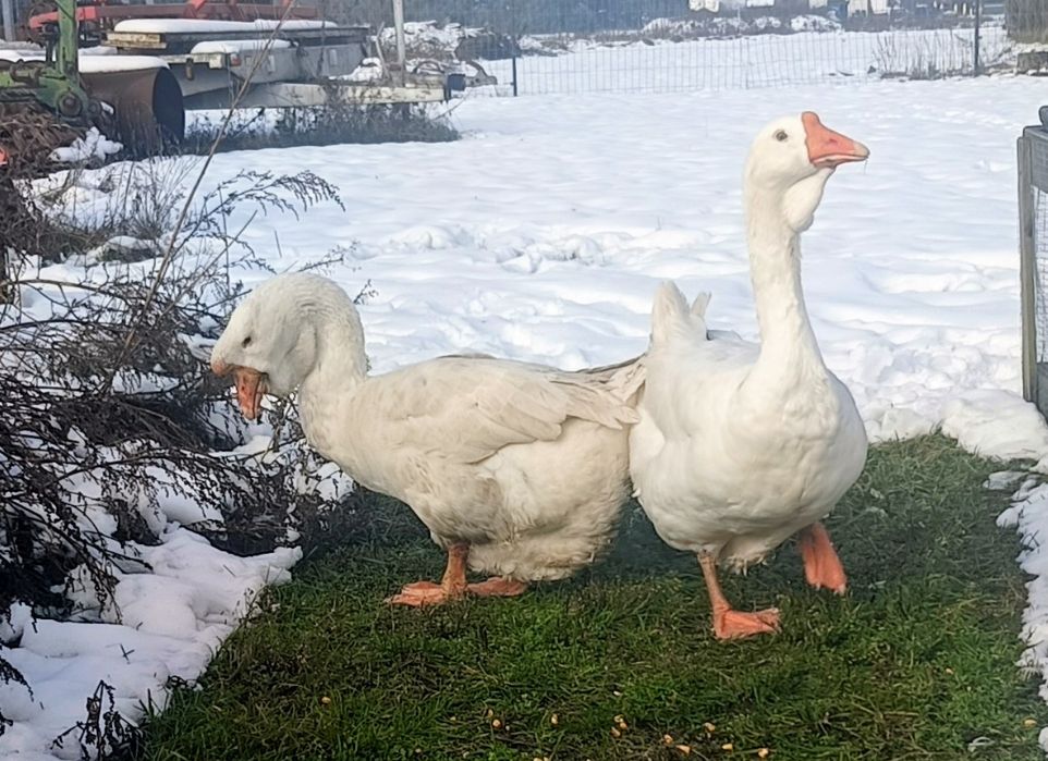 gęsi chołmogory, para dwuletnia