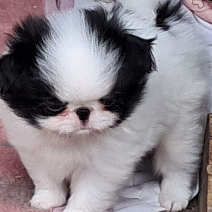 Chin Japonski piękny piesek