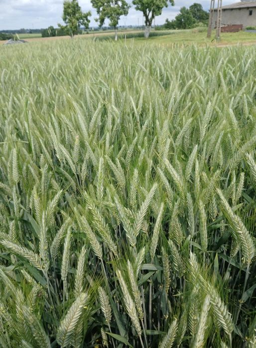 Pszenżyto do siewu. Tadeus i Rotondo