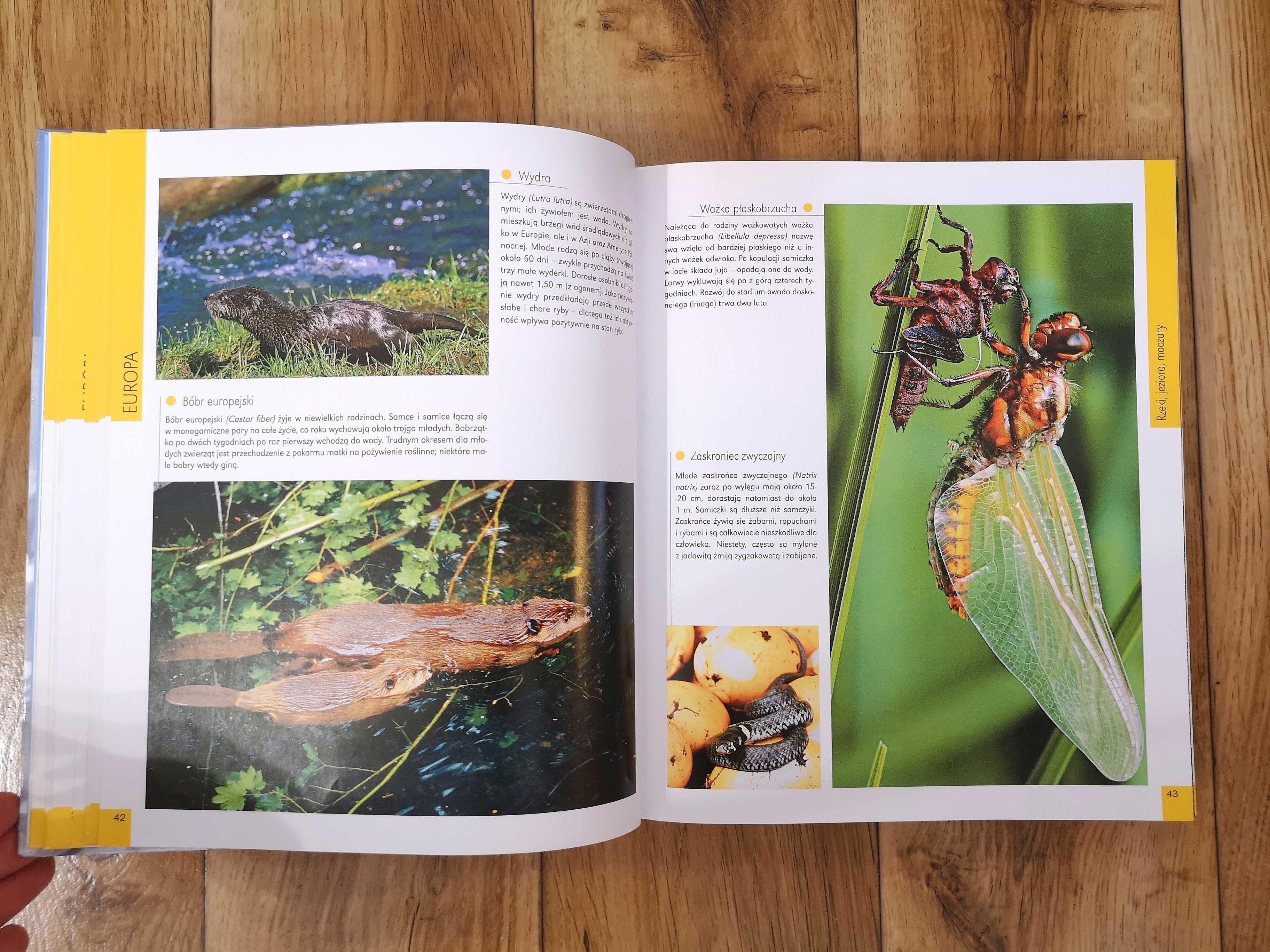 Encyklopedia 1000 Młodych zwierząt