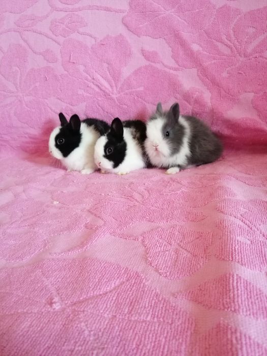 Króliczki karzełki Teddy, Lewki, gładkie