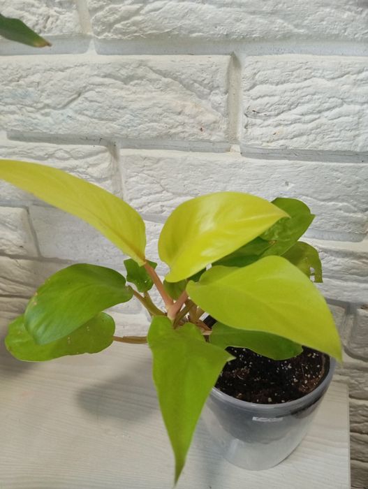 Продаж кімнатних рослин