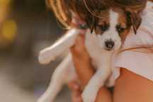 Jack Russell Terrier