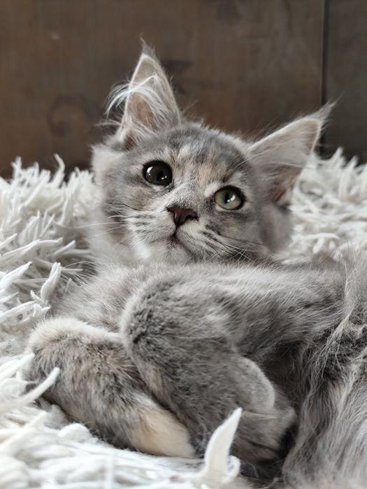 Śliczna szylkretowa koteczka  Maine Coon LATIKA Ashantu*PL