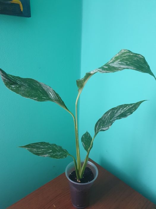 Хомаломена. Комуфляж,  . Апобалліс. Спатифілум. Даймонд. Аглаонема. Аз