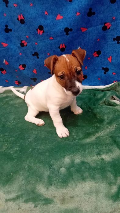 Jack Russell terrier szczenie