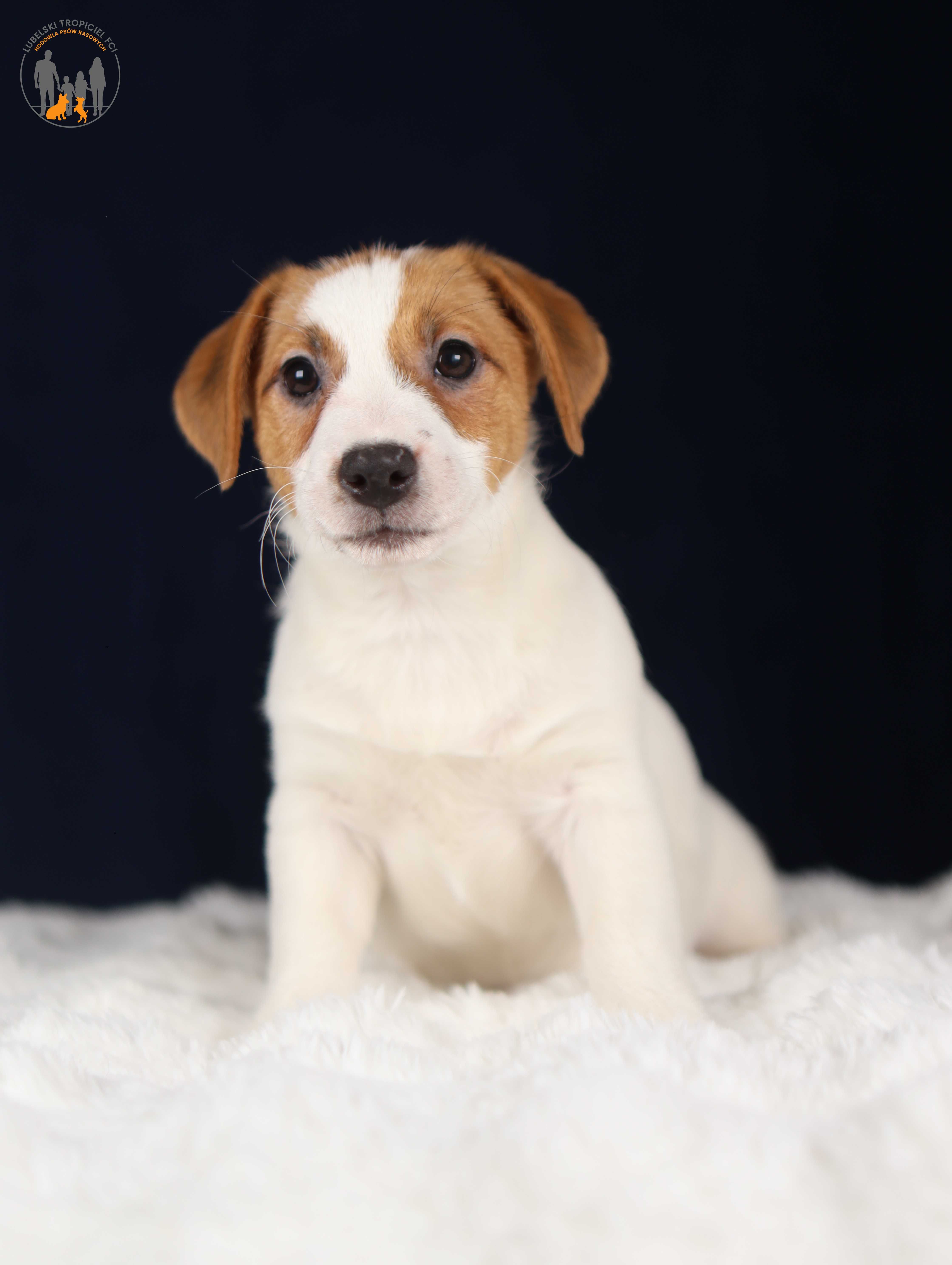 Jack Russell Terrier ZKwP FCI k.włos -rezerwacja