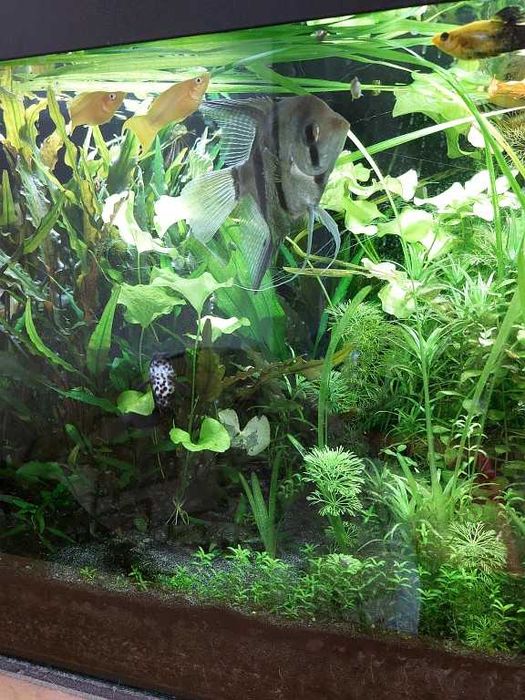 Sprzedam akwarium 112 l (80x35x40)