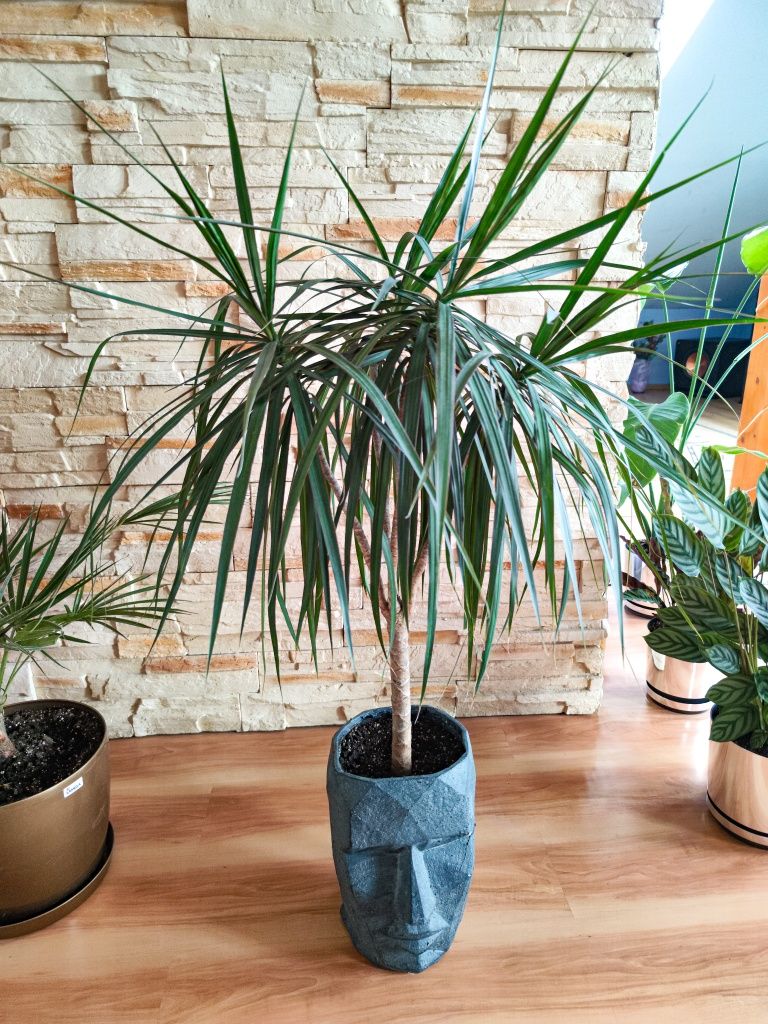 Dracena Marnigata (obrzeżona)