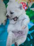 Samiec Szpic miniaturowy pomeranian