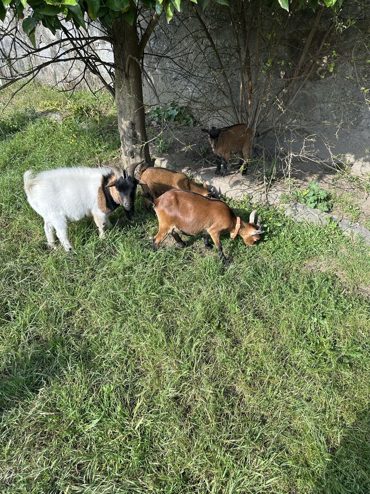 Cabrito anão com 4 meses – só para companhia ou criação