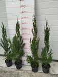Cupressus leylandes