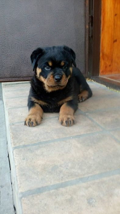 Цуценята ротвейлера є хлопчики