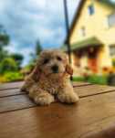 Urocze Szczenięta Maltipoo  # GOTOWE DO ODBIORU #