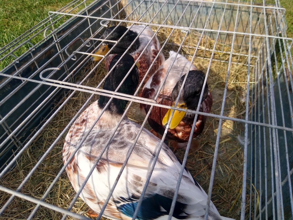 Kaczki call duck