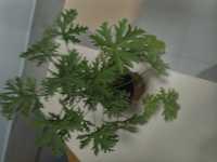 Geranium fokus peperomia Aloe