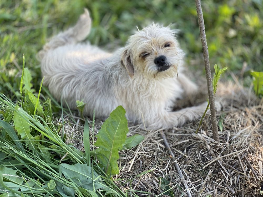 Dorosła wysterylizowana suczka Mops mix