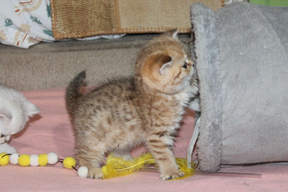 Поціновувачам маляток золотой шиншилли