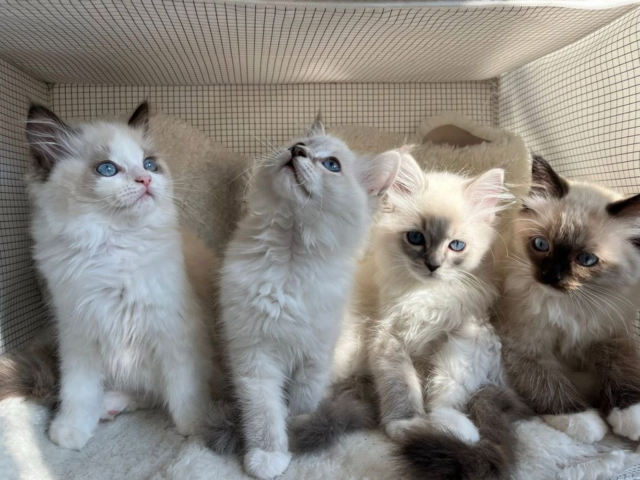 Kotka z rodowodem Ragdoll