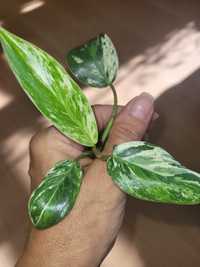 Philodendron emerald ice