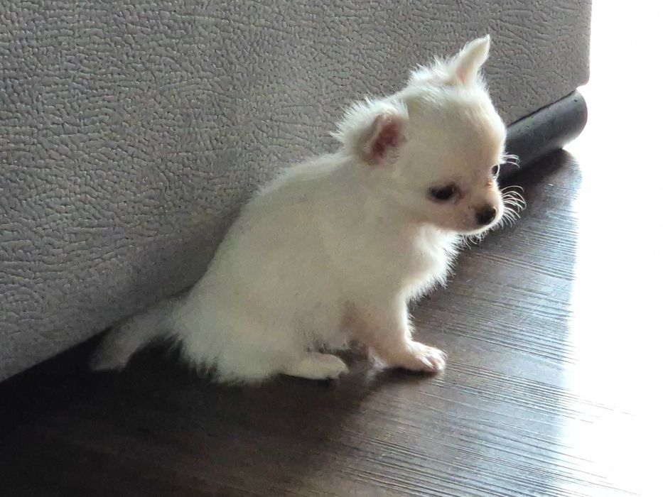 chihuahua długowłosa-biały piesek