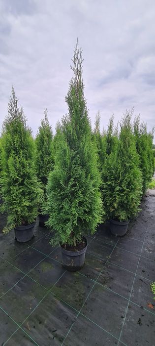Tuja szmaragd 150cm! ŻYWOPŁOT! PROMOCJA!