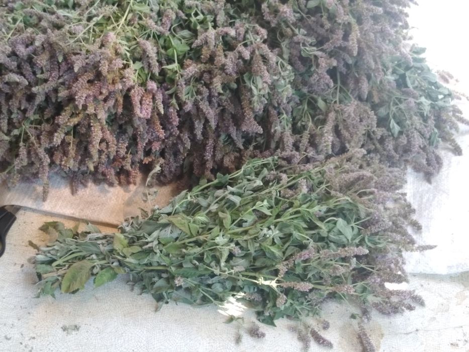 Хобби отдых спорт віники баня сауна м'ята  полин