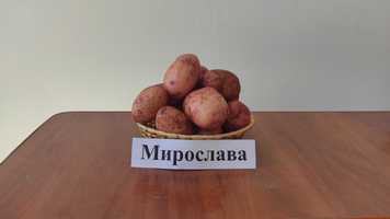 Картопля насінева сорту "Мирослава"