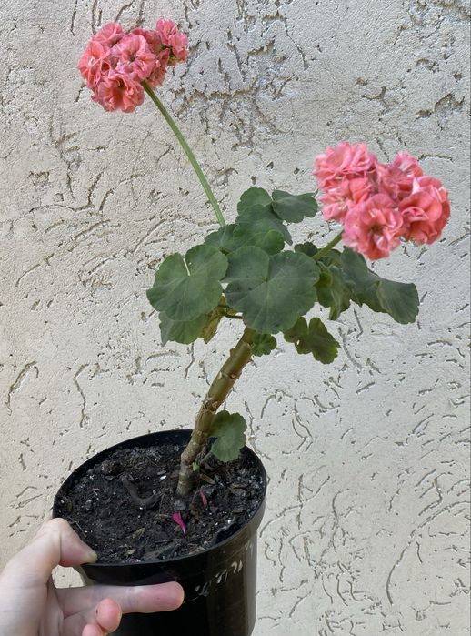 Пеларгонія з цвітом Fhishers applebossom, Pink Tarantula