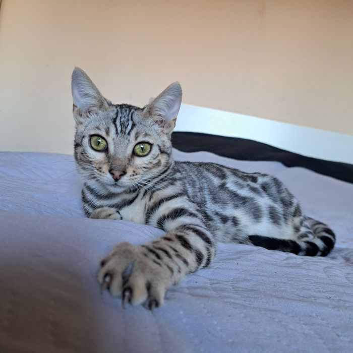 Kot kocurek bengal bengalski kocięta silver
