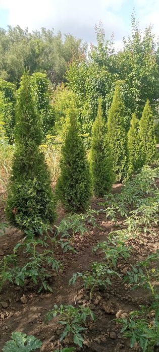 Продам Гималайскую сосну ,туи