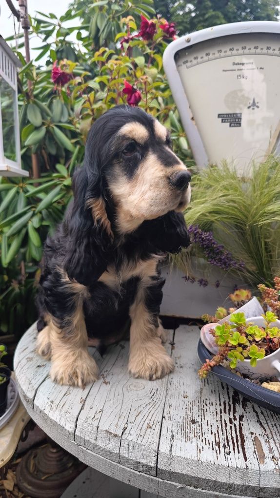 Cocker spaniel angielski