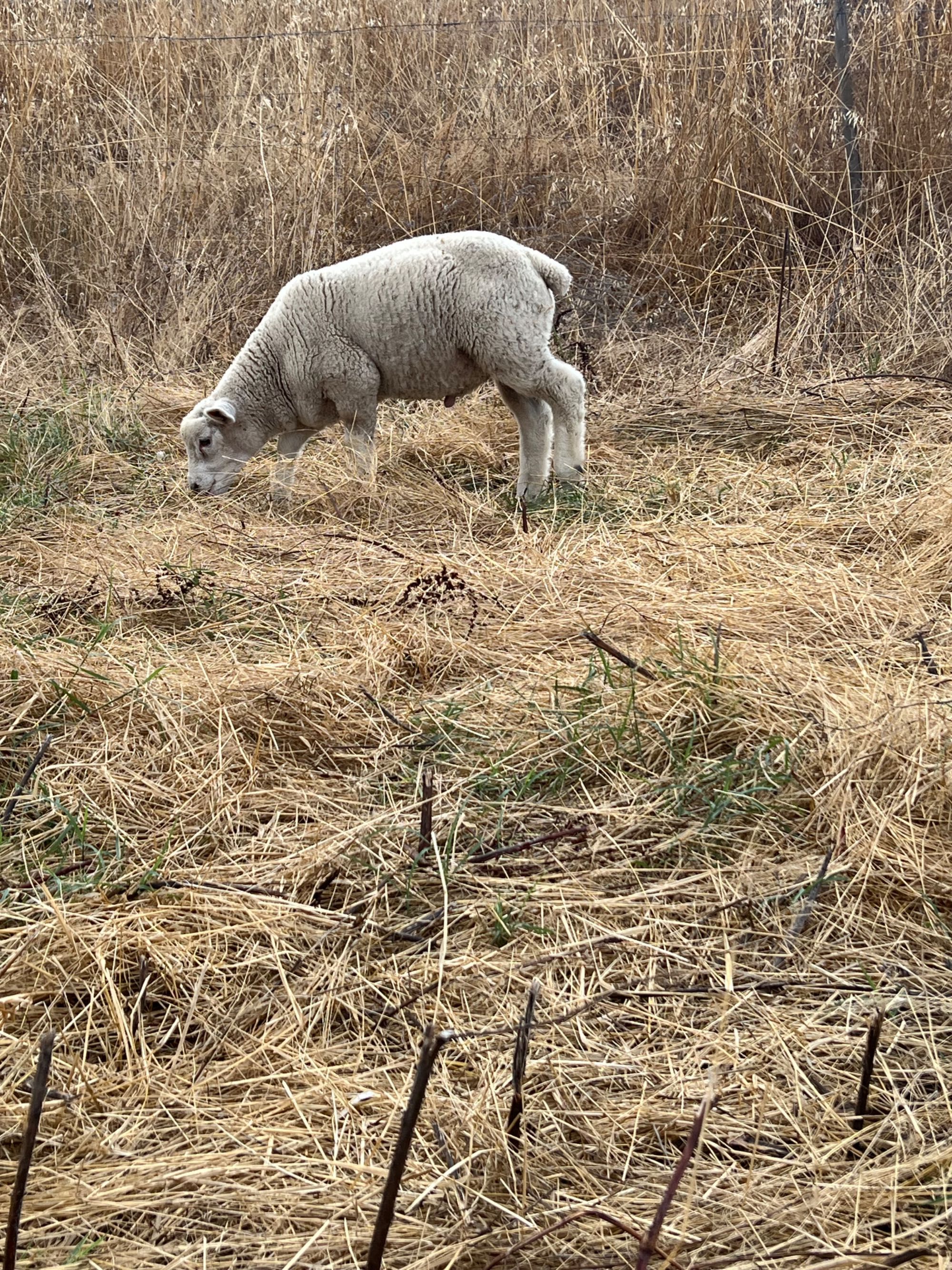 Macho texel/ille de france