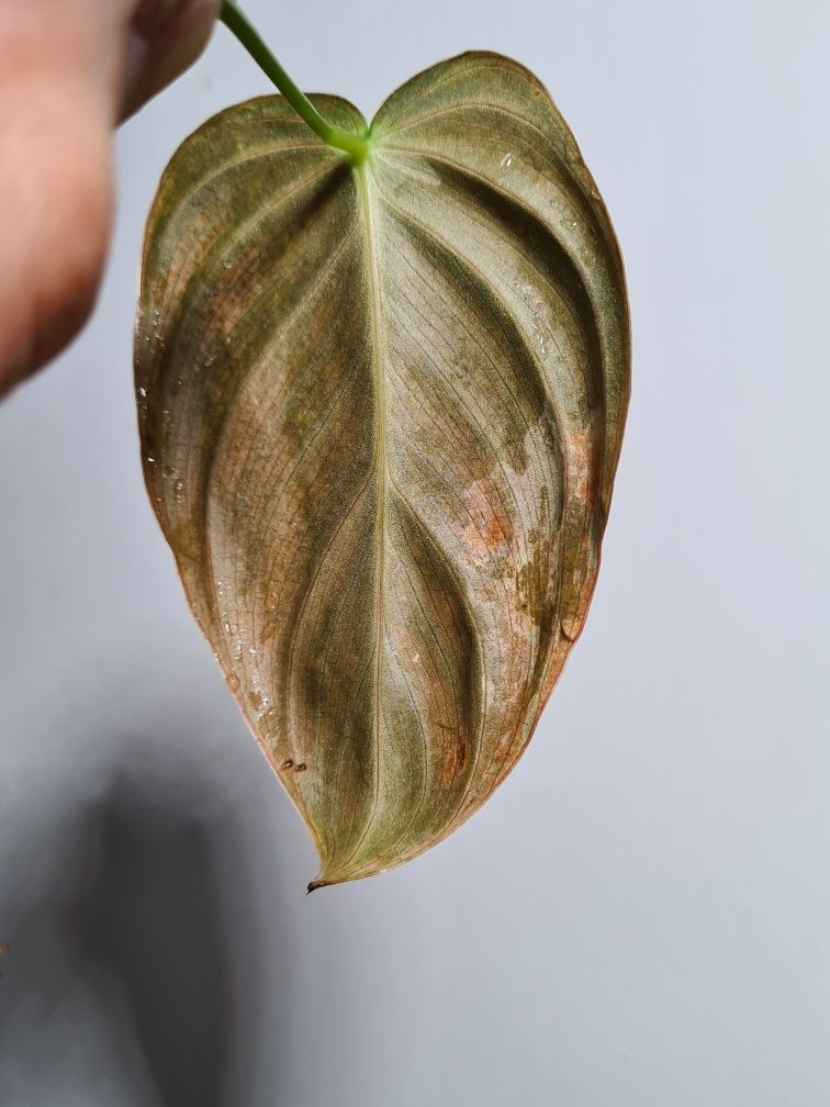 Philodendron melanochrysum variegata