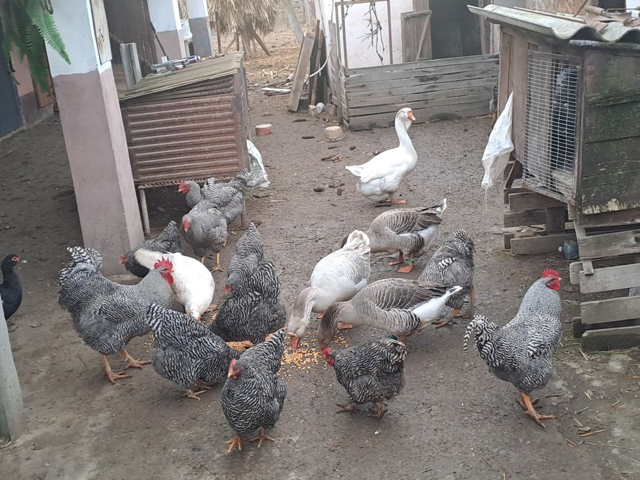 Продам кугута породи Амрокс