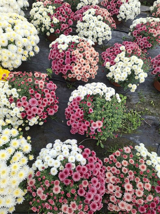 Chryzantemy pod dom na telefon