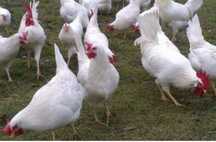 Kury nioski kurczaki piskleta Leghorn same kurki