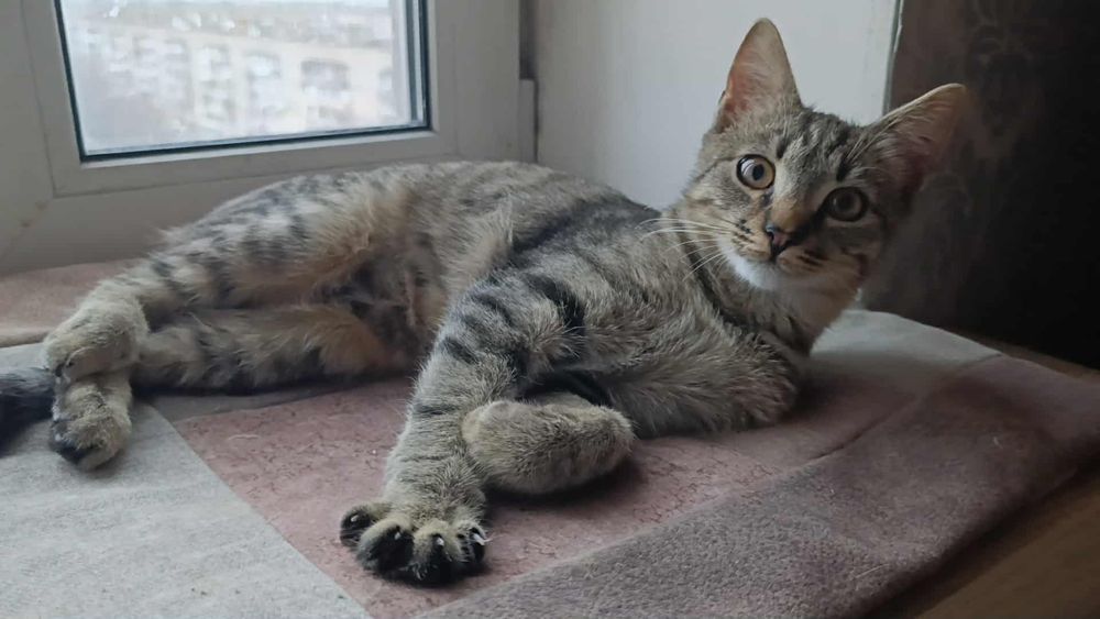 Кошеня безкоштовно