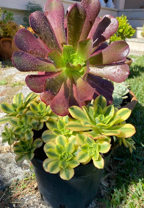 Suculentas aeonium vaso