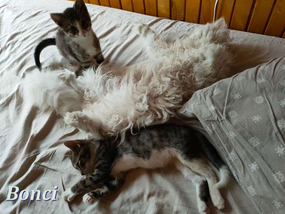 Bonci - kocurek wychowany z persem