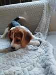 Śliczna suczka Beagle