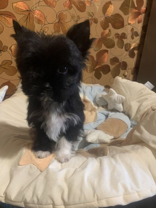 Цветной йорк, мальчик