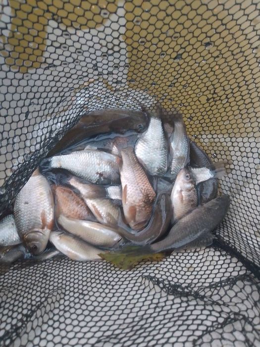 Karaś żywy , przynęta ,zarybianie