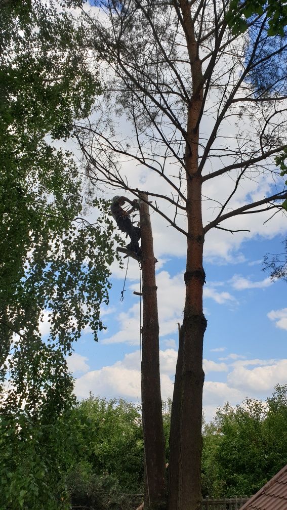 Wycinka drzew alpinistycznie i tradycyjnie. Rębak