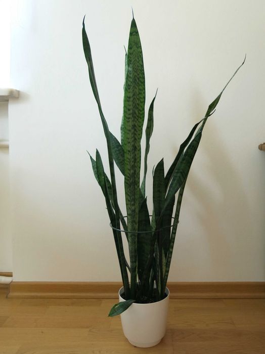 Sansevieria, wężownica - ponad 90 cm
