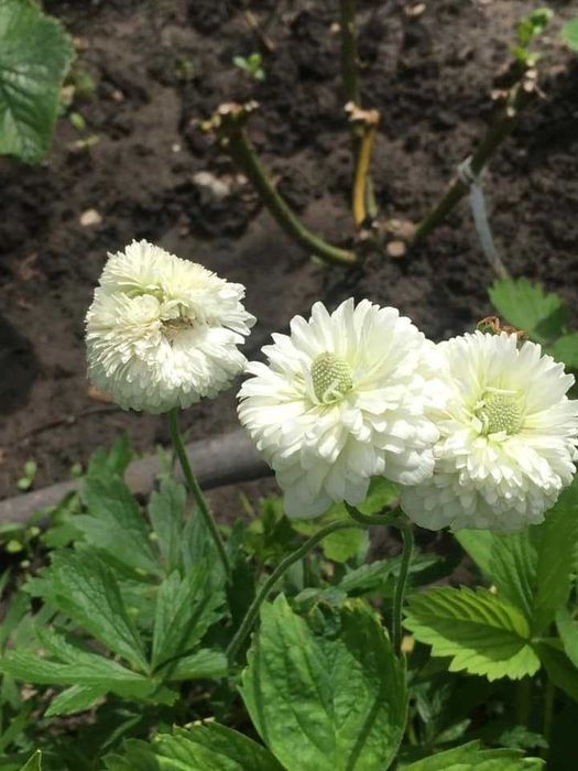 Многолетние цветы и кустарники.