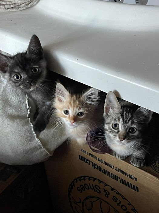 Gatinhos bebés para adoção responsável