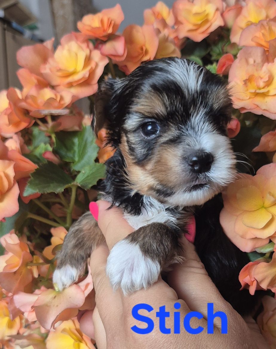 Do Rezerwacji Yorkshire terrier biewer Stich