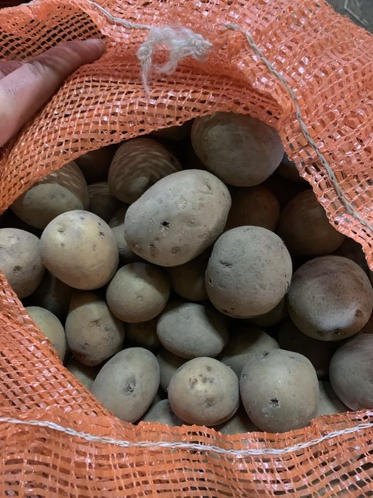 Ziemniaki odpadowe Nie drobne Duze