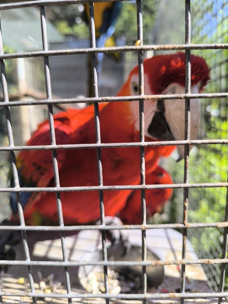 Arara Macao ou Arara Canga